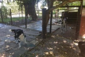 BFS00065_111_Large_kennels.jpg