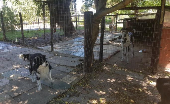 Pet Boarding Business for Sale - Atlantic Seaboard