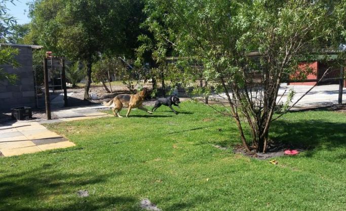 Pet Boarding Business for Sale - Atlantic Seaboard