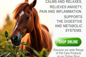 BFS00122_286_COR__Cannabis_for_Horses.jpg