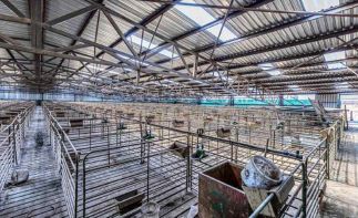 AUCTION - 425HA Turnkey Commercial Farming Operation