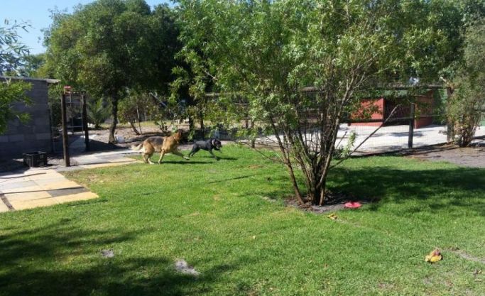 Pet Boarding Business for Sale – Philadelphia