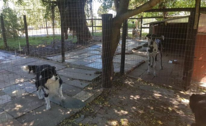 Pet Boarding Business for Sale – Philadelphia