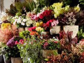 Image of Florist With Gifts Section in the Garden Route