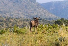 Designer house and syndicate ownership in a Private Game Reserve