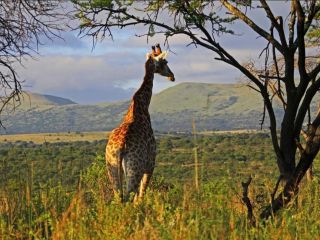 Syndicate ownership opportunity in a designer house on a 5500ha Private Game reserve 