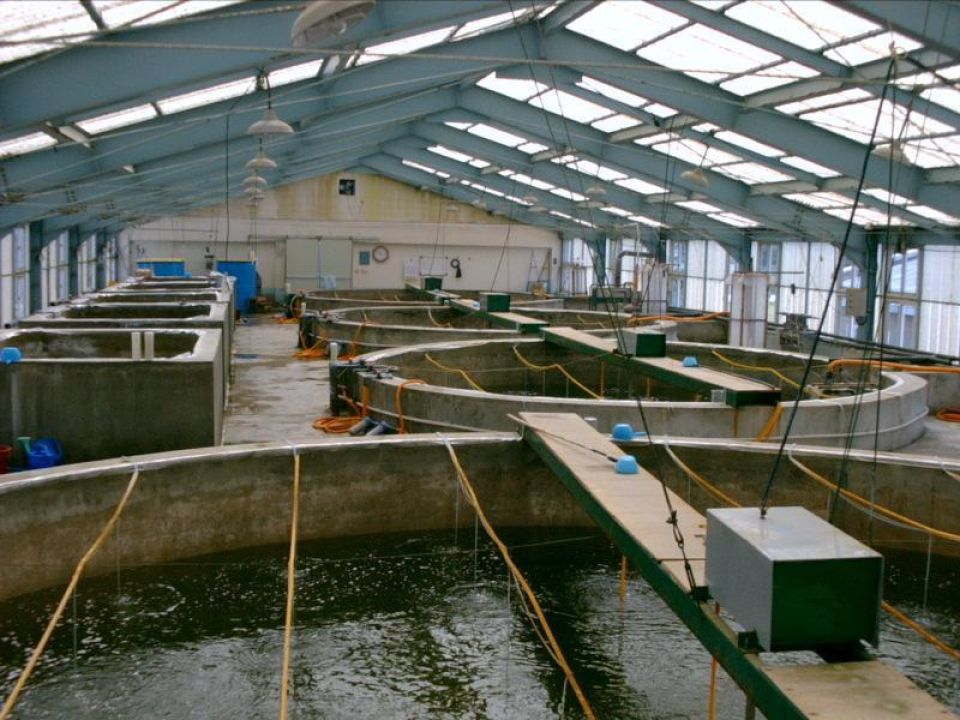 For sale Fish Hatchery with Farm Property including 2 Houses in