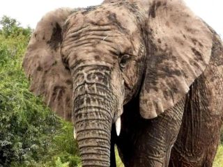 Jewel in the crown of the Greater Mabalingwe Nature Reserve 