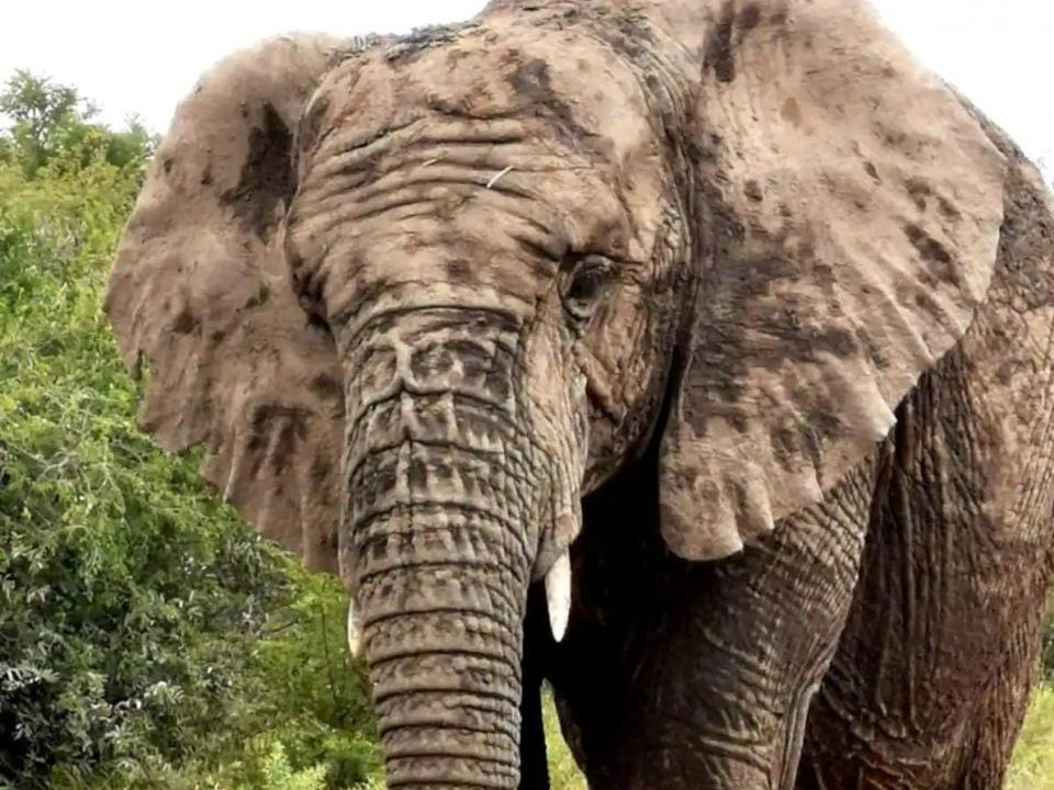 Jewel in the crown of the Greater Mabalingwe Nature Reserve 