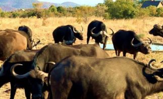 Big 5 game farm within the Mabalingwe Game & Nature Reserve - once in a lifetime opportunity!