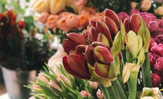 High margin, B2B Florist for sale in Cape Town