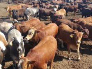 Livestock business  in KZN
