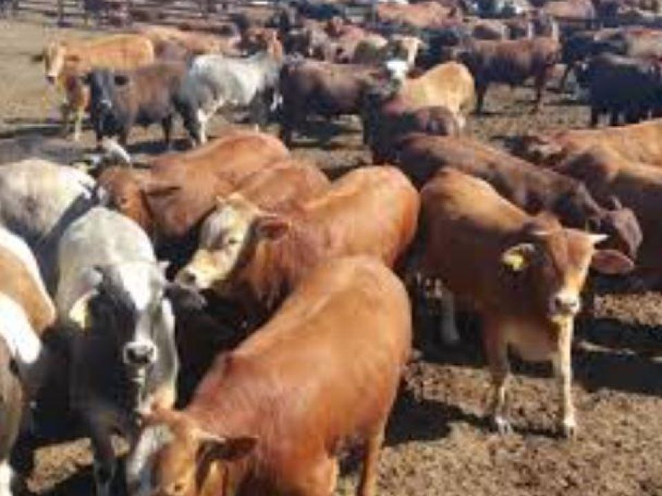 Livestock business  in KZN