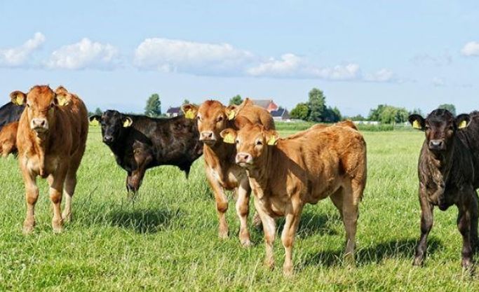 Established livestock business for sale