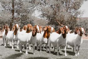 37093_40227_Goats.jpg