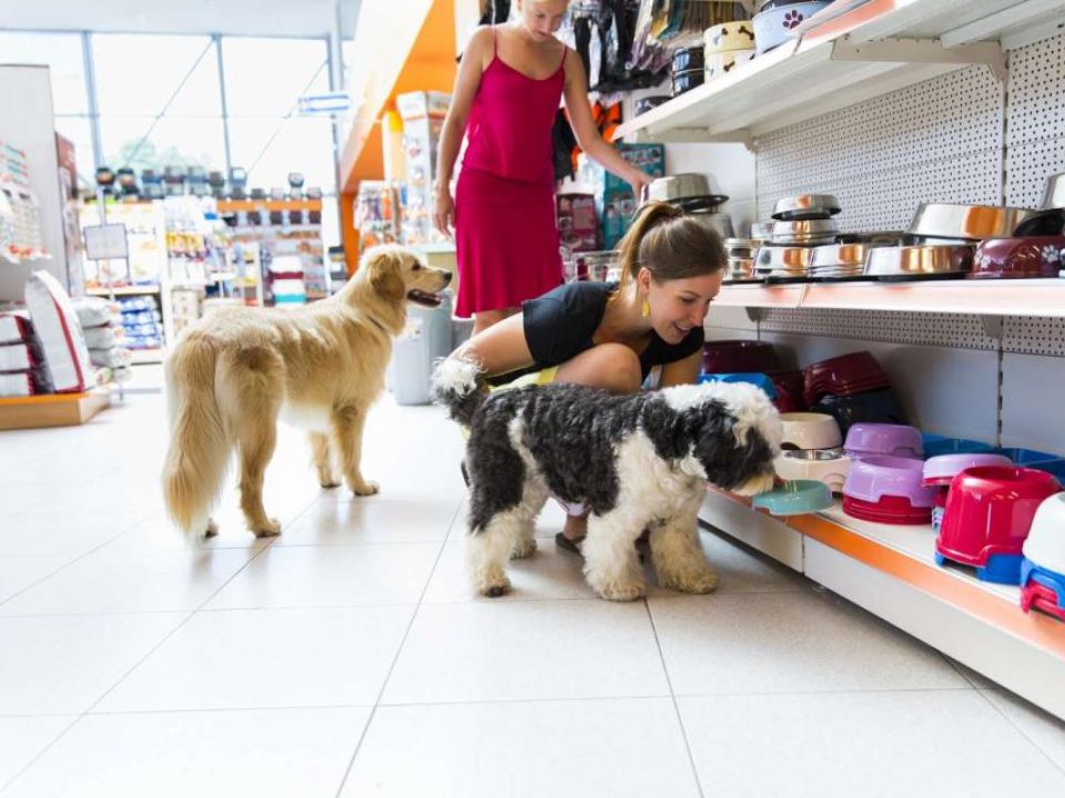 Smart Investment: Pet Shop and Grooming Business  