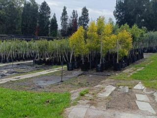 Wholesale Nursery in the West of Johannesburg, ideal expansion opportunity