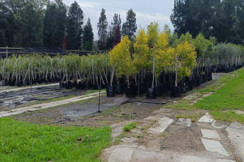 Wholesale Nursery in the West of Johannesburg, ideal expansion opportunity