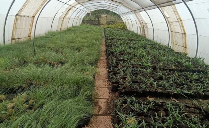 Profitable nursery in the west of Jhb supplying to wholesale clients