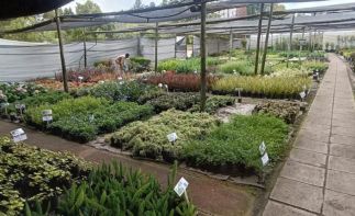 Profitable nursery in the west of Jhb supplying to wholesale clients