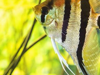 Marine and Tropical fish and related equipment business based in George