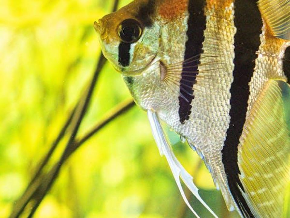 Marine and Tropical fish and related equipment business based in George