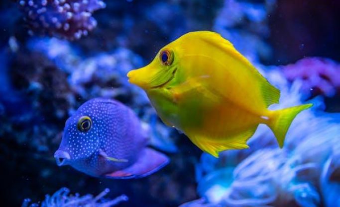 Marine and Freshwater specialist business based in George.