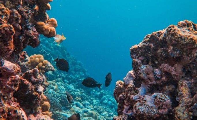 Marine and Freshwater specialist business based in George.