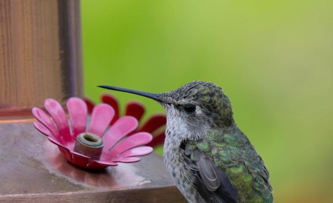 Established Wildlife Feed Brand Seeking New Owner