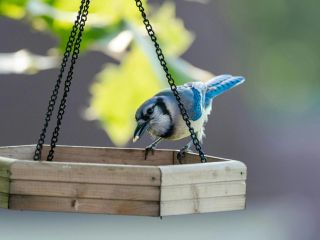 Thriving Bird Feed Business - Side hustle