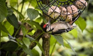Established Wildlife Feed Brand Seeking New Owner