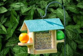 Established Bird feeding Business Seeking New Owner- side hustle