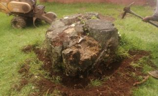 Agency opportunity country-wide in stump grinding and removal