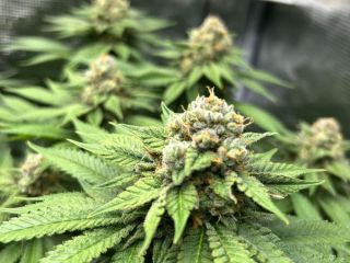 Turnkey cGMP Medical Cannabis Facility – Investment-Ready