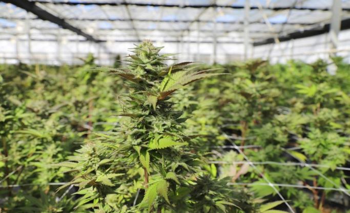 Ready-to-Operate Cannabis Business with Established Offtake Agreements