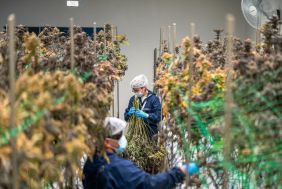 Ready-to-Operate Cannabis Business with Established Offtake Agreements