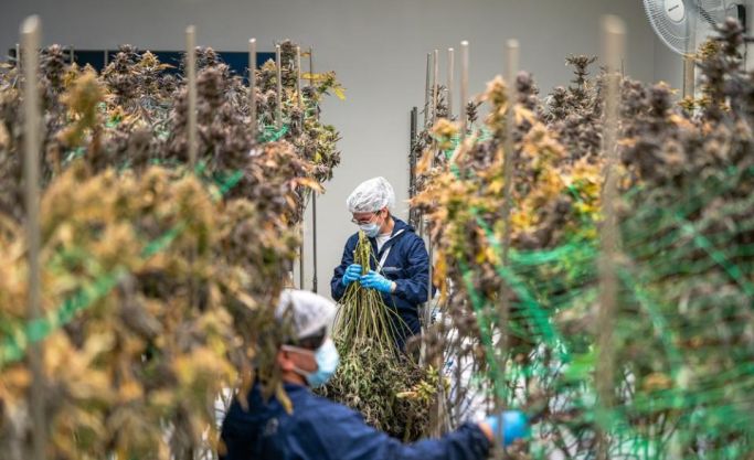 Ready-to-Operate Cannabis Business with Established Offtake Agreements