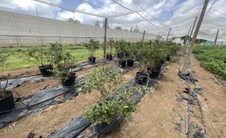 MacFresh Deli, Bakery & Berry Farm Assets – Closure Tender (Buy Now Option)