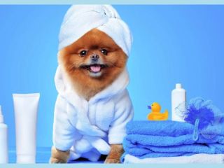 Established dog grooming business with mobile unit and club membership