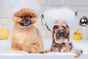 Turnkey dog grooming business - Walk in and start earning