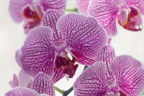 Established Exotic Orchid &amp; Indoor Plant Nursery