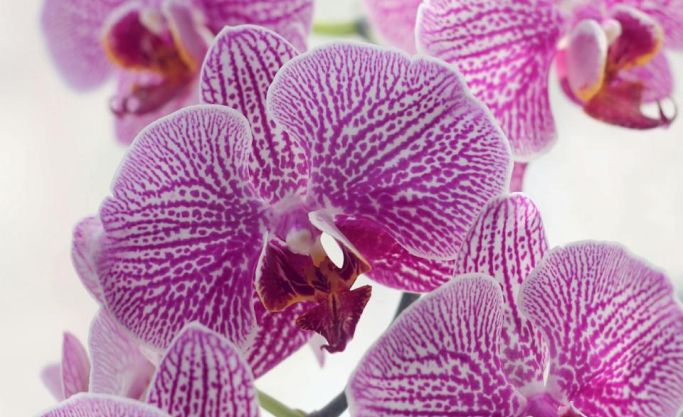 Established Exotic Orchid & Indoor Plant Nursery