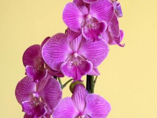 A Tranquil, well-known Orchid & Exotic Plant Nursery