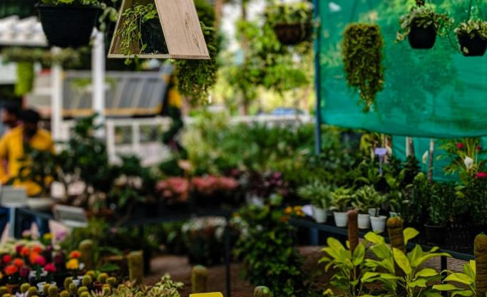 Established Exotic Orchid & Indoor Plant Nursery