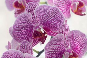 Well-Known Orchid Nursery with Repeat Customers