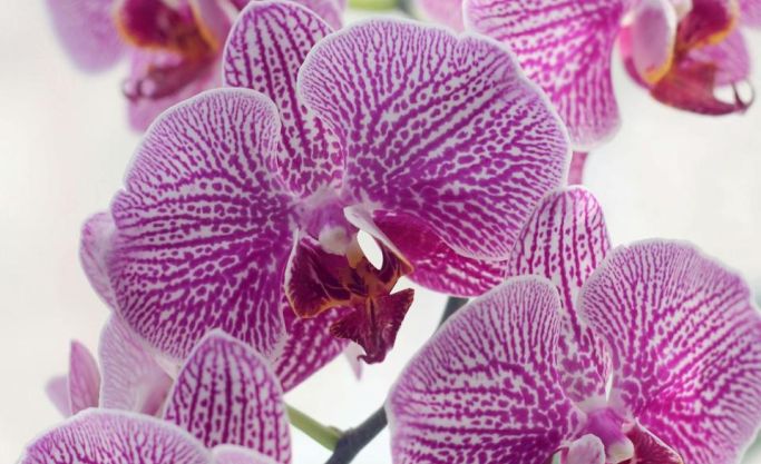 Well-Known Orchid Nursery with Repeat Customers