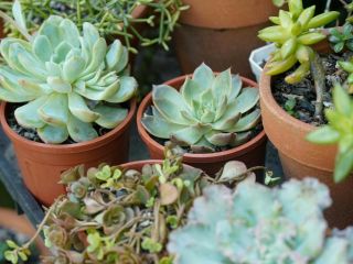 Profitable Orchid Nursery & Retail Business 