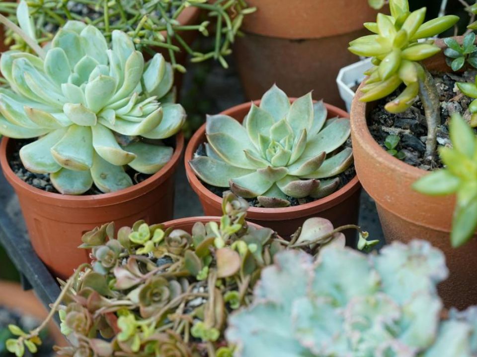 Profitable Orchid Nursery & Retail Business 