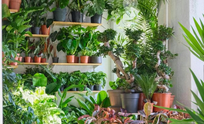 Well-Known Orchid Nursery with Repeat Customers