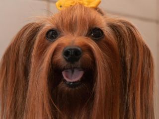 High-Demand Pet Grooming Business with a Loyal Client Base & Strong Repeat Income